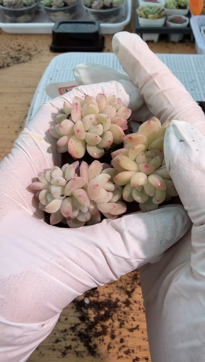 T秃/多头 3颗量拍混发 满9.9包邮