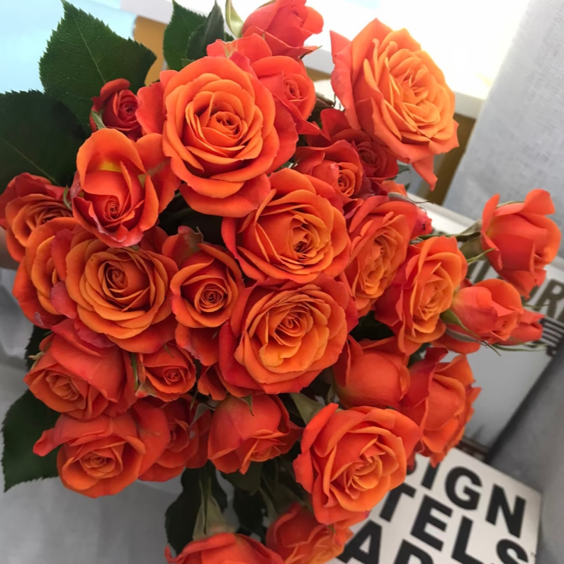 【橙芭比】任意拍两单升级顺丰三单送配草 云南鲜花基地直发