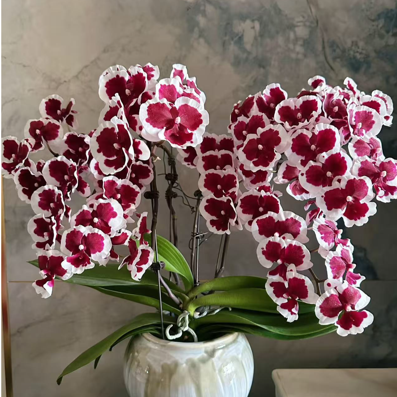 超久花期蜡质花2-3花剑【黑白郎君】蝴蝶兰花卉苗子