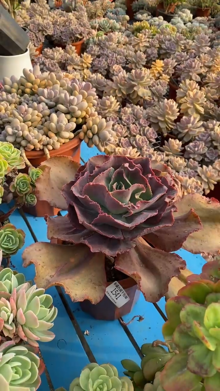 【闪购商品】1541初吻