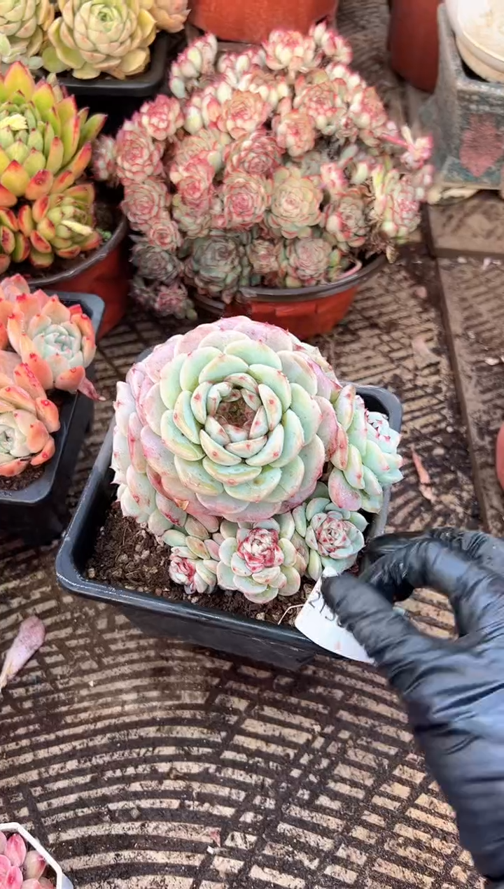 (****寻多肉植物一物一拍21380