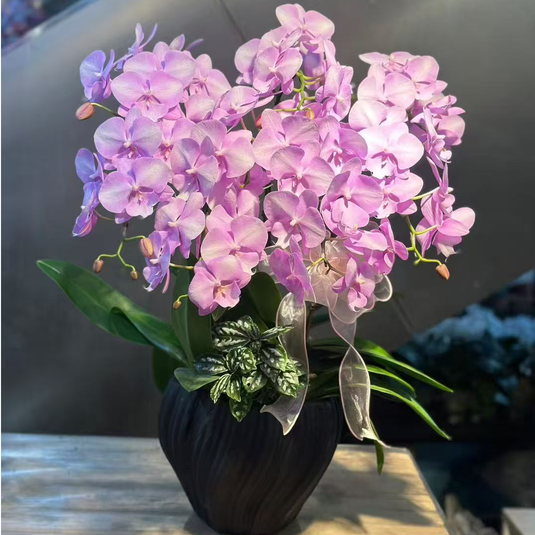 精品蝴蝶兰组盆【骑士】3.8寸大苗