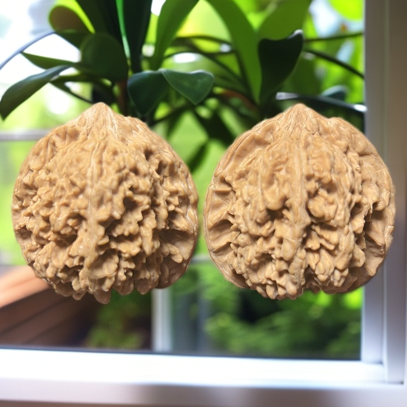 百花山满天星狮子头全品
