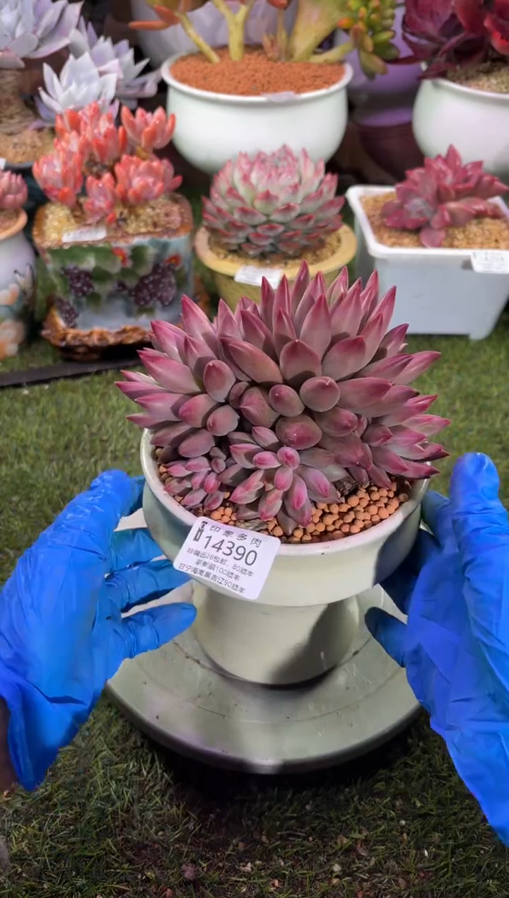 【闪购商品】14390