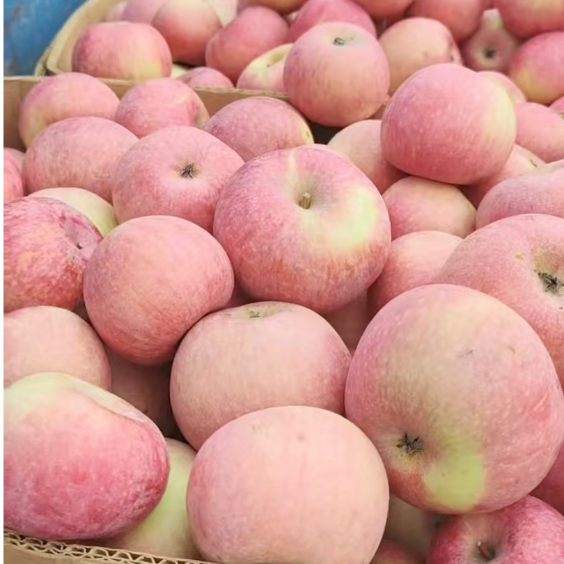 瓦房店赵屯乡国光（果径70mm，大个）情怀老果，自吃、送礼最佳辽宁省