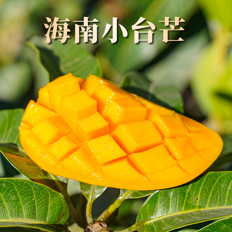 {坏果包赔}海南小台芒   单果规格75-150g