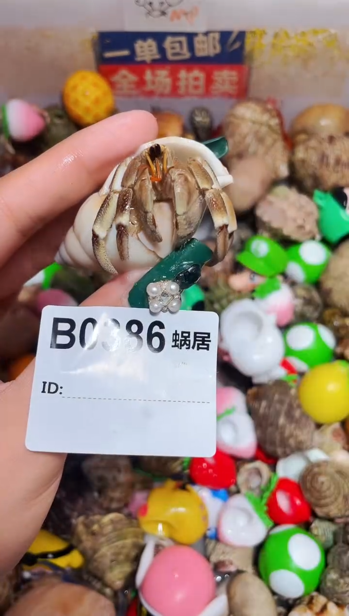 陌派甄选寄居蟹0386