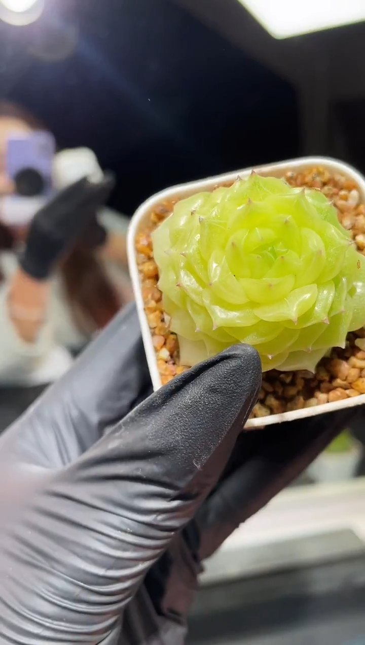 闪购410 金色祭司多肉一颗  3.5-4厘米