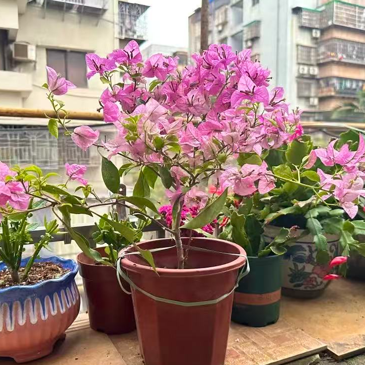 大苗【雪紫】三角梅四季开花阳台花卉掉花掉叶介意慎拍