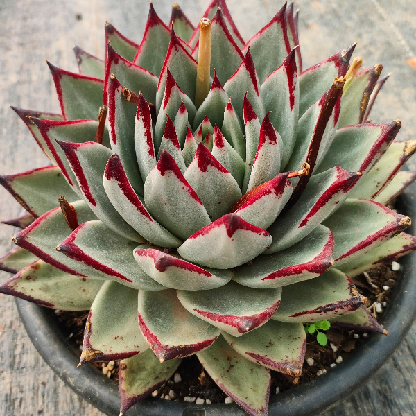 精品多头乌木 新手必拍 好看好养 多肉植物云南发货