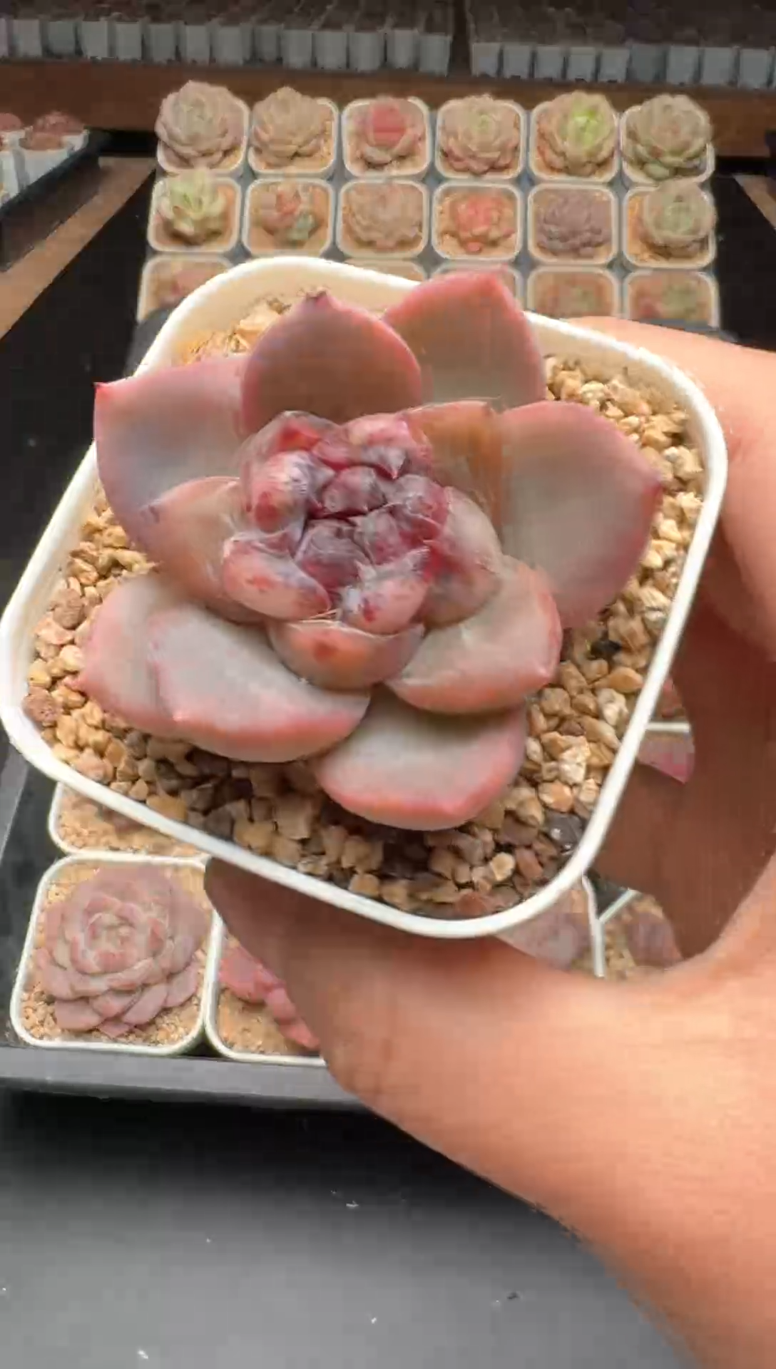 【闪购商品】386号一物一拍珍妮多肉花卉植物3颗起发