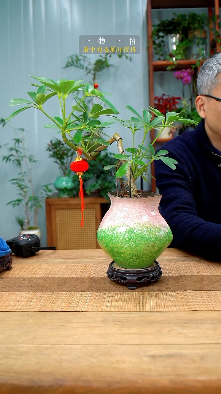 完全开放醉*风鸭脚木301