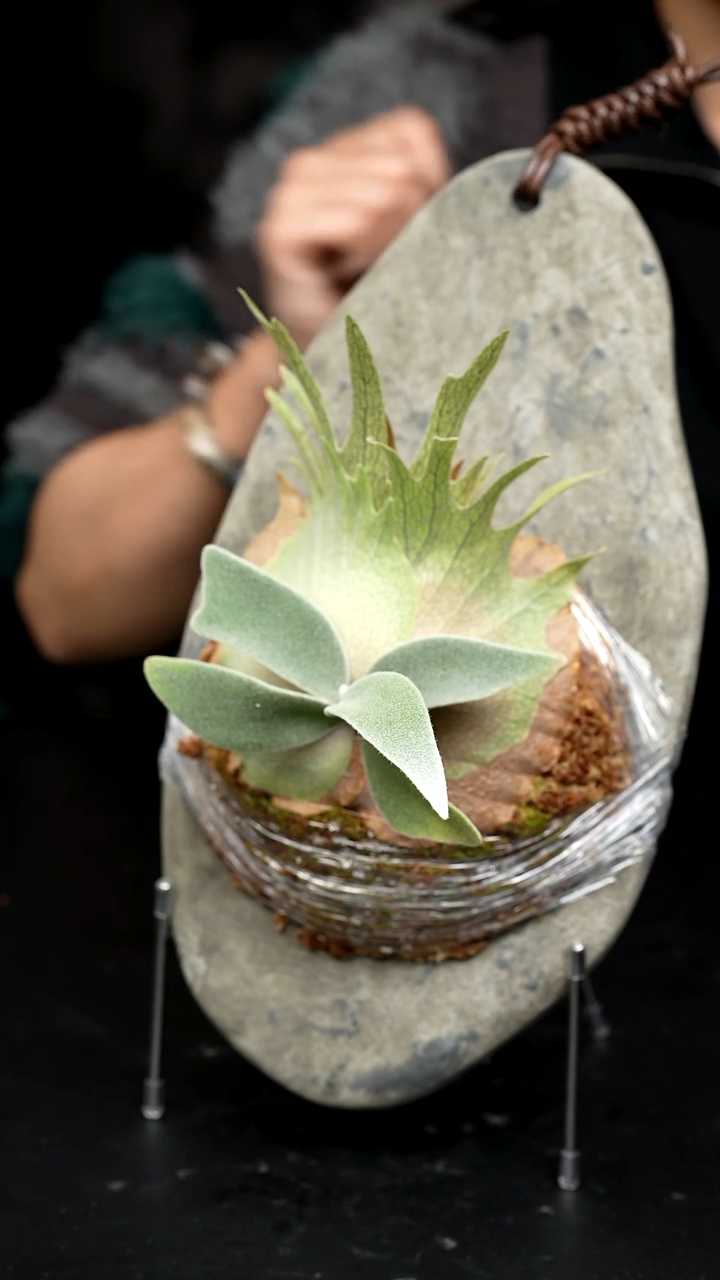 不开花植物LC0103-24 小皇冠*HFG Special