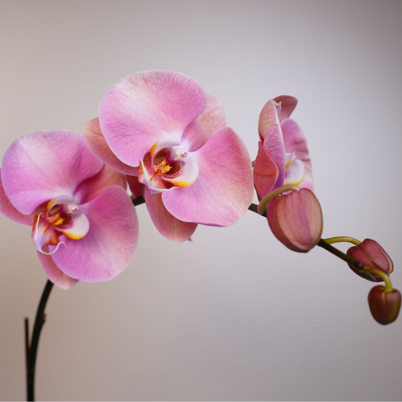 《明兰花卉》蝴蝶兰【大鲑鱼】（3.0寸）全花开花珠发货