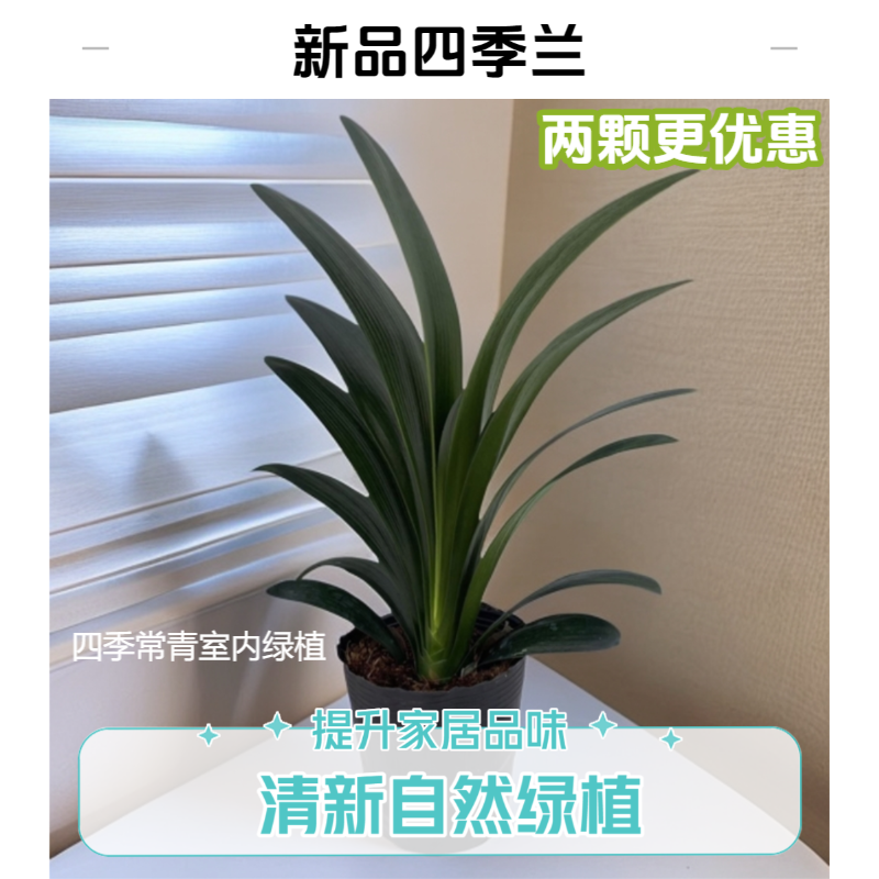 【四季兰】原生高端君子兰四季常青室内绿植室内养护好养易活