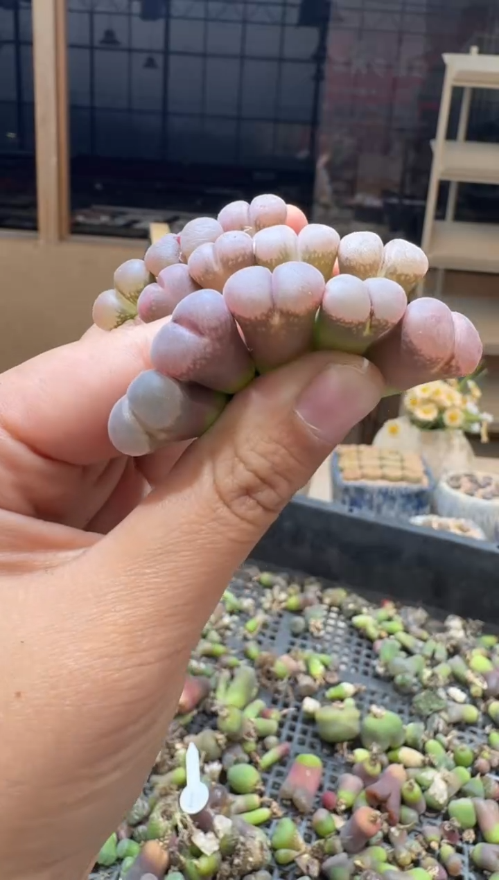 寒**雨29-342多肉植物肉锥