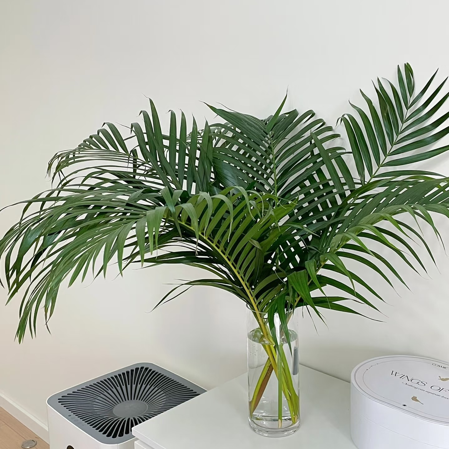 鲜切花配叶【散尾葵】/1扎10支/插花花艺