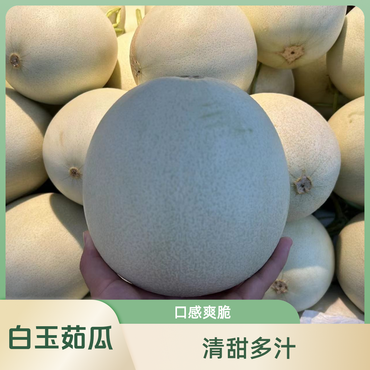 白玉茹瓜哈密瓜 2.8-3斤左右（水果）