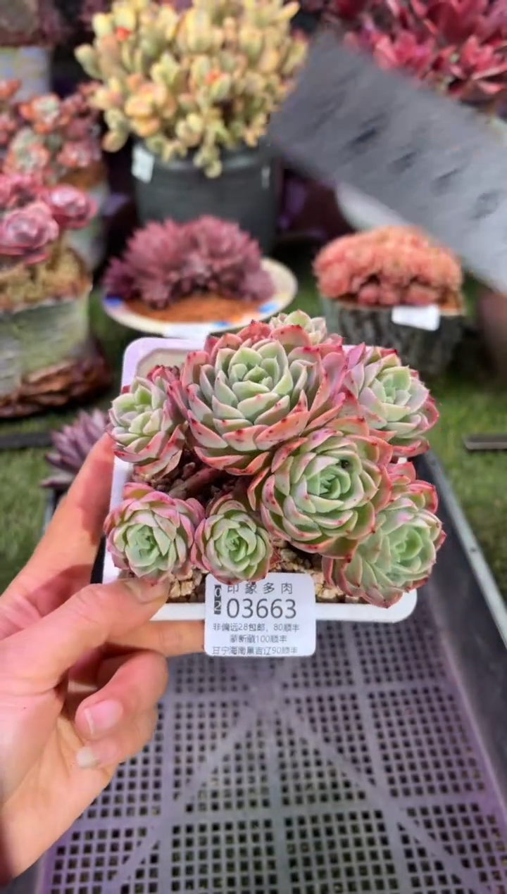 【闪购商品】03663