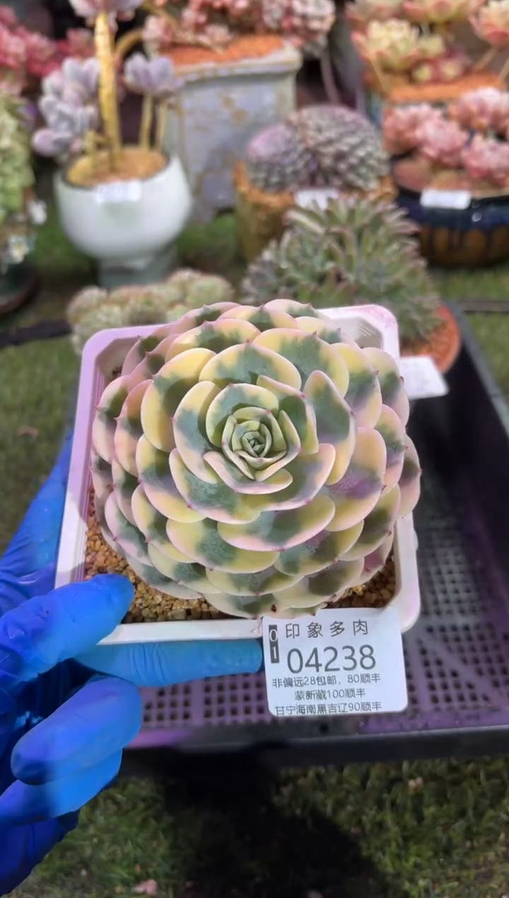 【闪购商品】04238