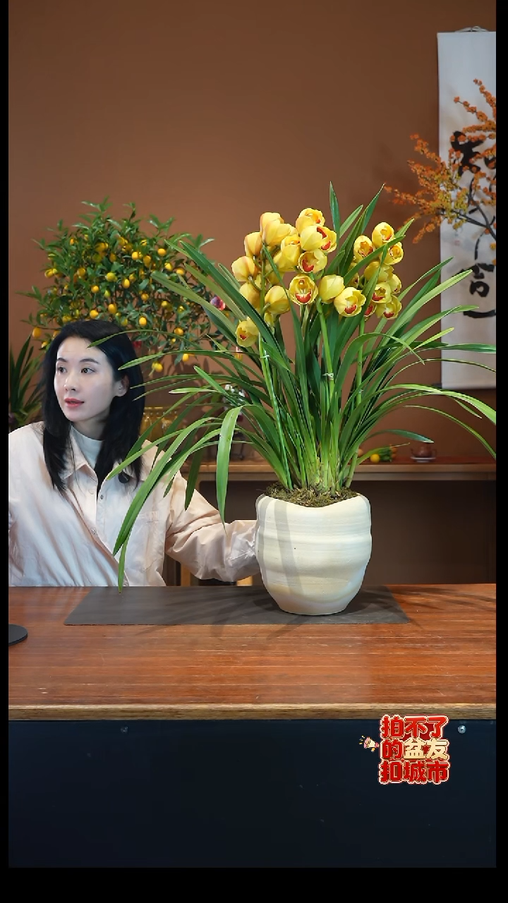 全部花朵元宝盆景盆景盆景