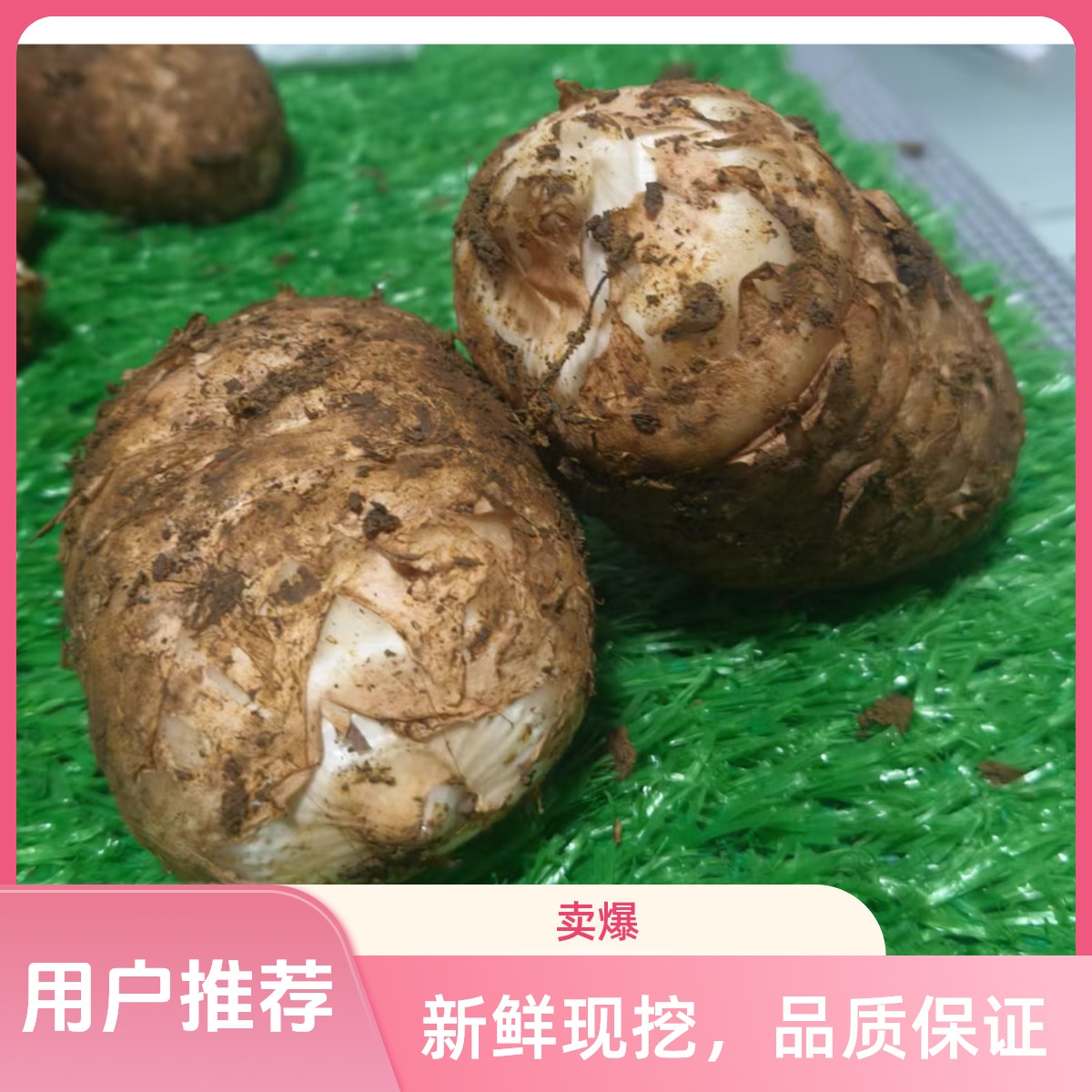 云南昭通天麻个大肉肥厚饱满1-5斤装炖鸡天麻新鲜云南昭通小草坝