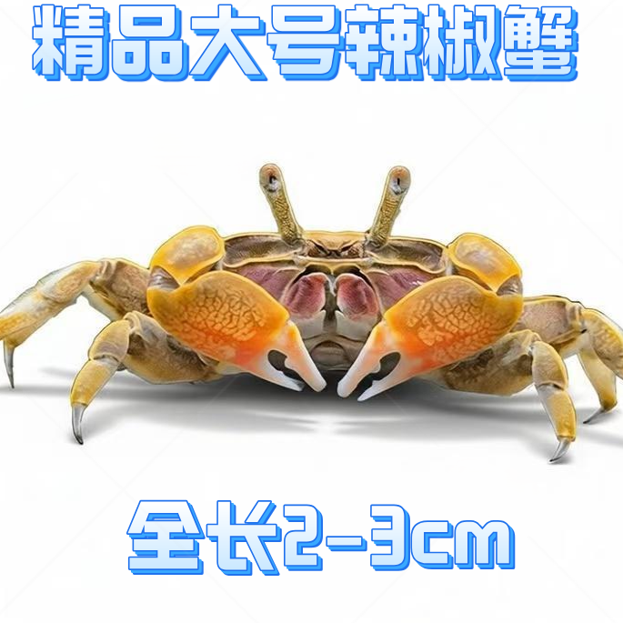 精品大号辣椒蟹观赏蟹小宠物桌面爬宠淡水深水鱼缸除藻粪便清洁
