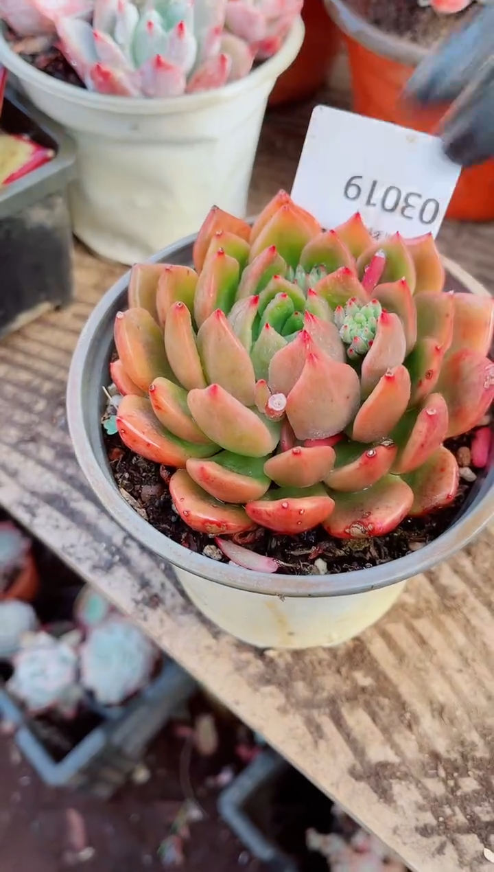 迁***生跃跃精品多肉03019