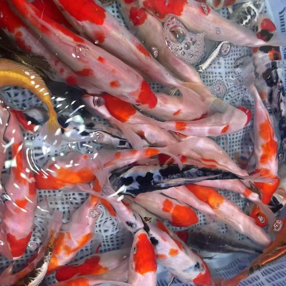 25条日系血统锦鲤鱼5-7公分 皮实好养混搭水族活体 包损 全国包邮