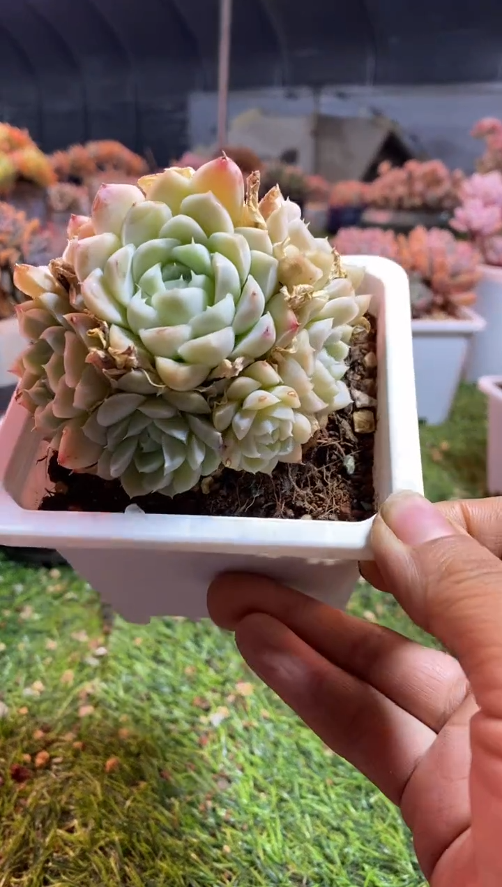 【闪购商品】0659a