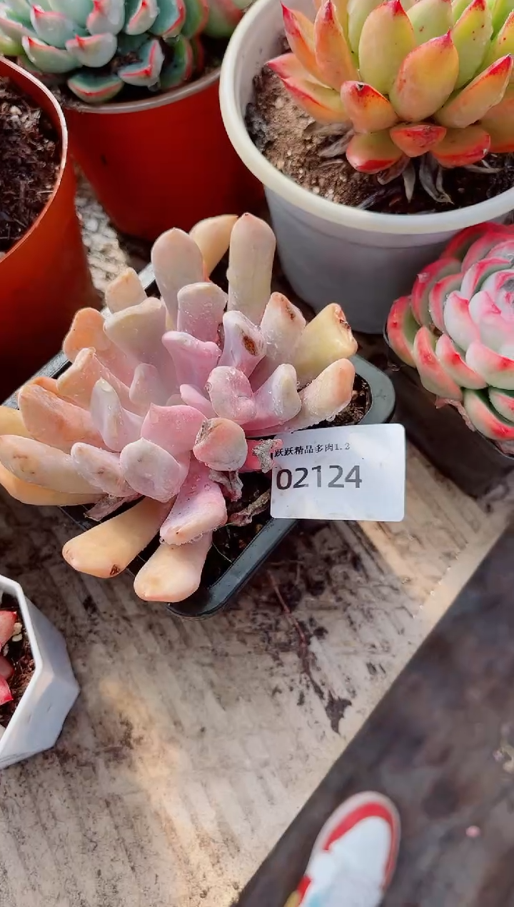 潴*跃跃精品多肉02124