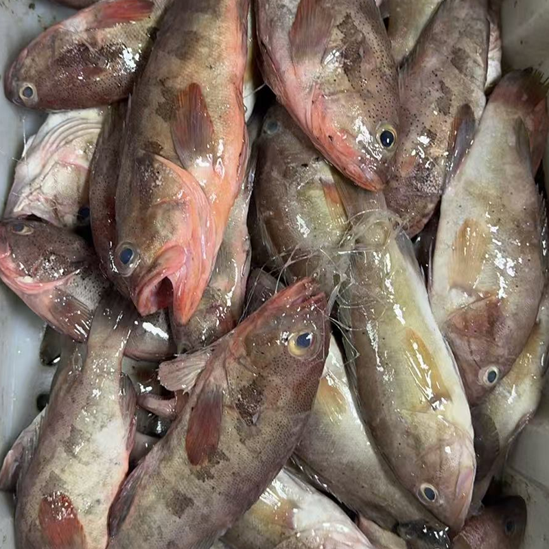 汕尾本港红口斑鱼  顺丰包邮