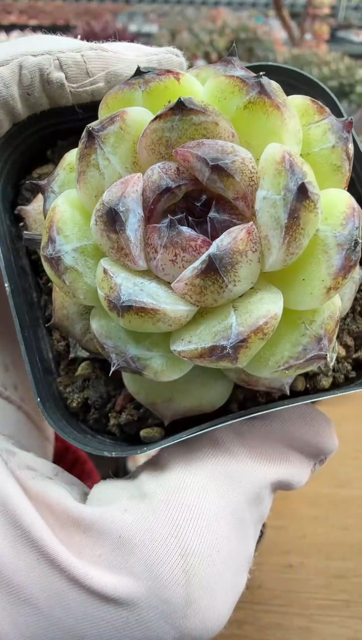 东云多肉园二店-168