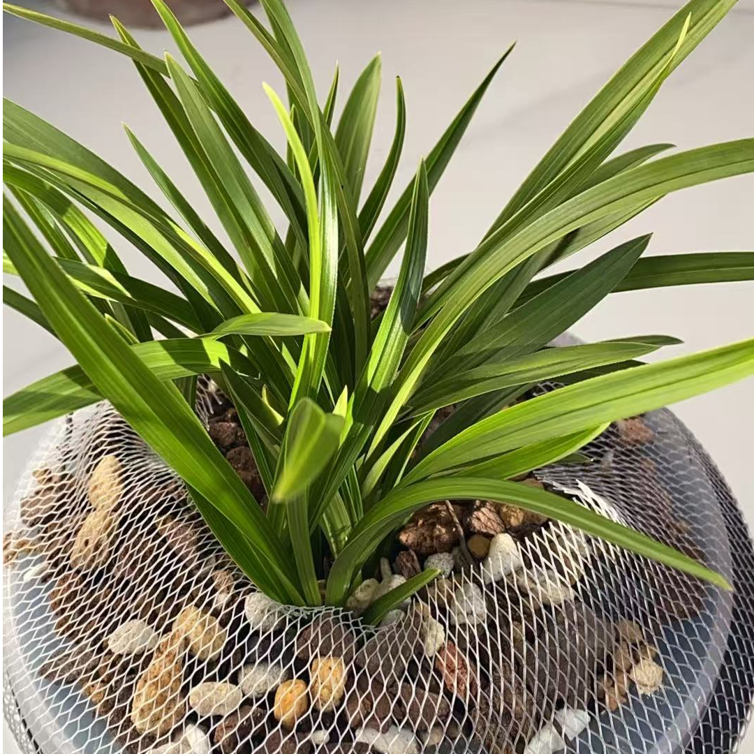 春兰蕙兰盆栽盆景