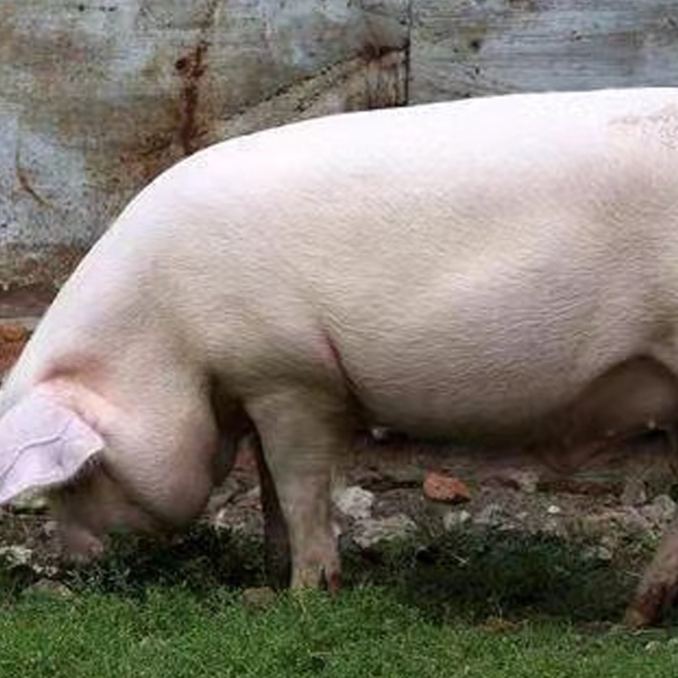 纯粮饲放养一年以上的笨猪肉，按实际称重为准