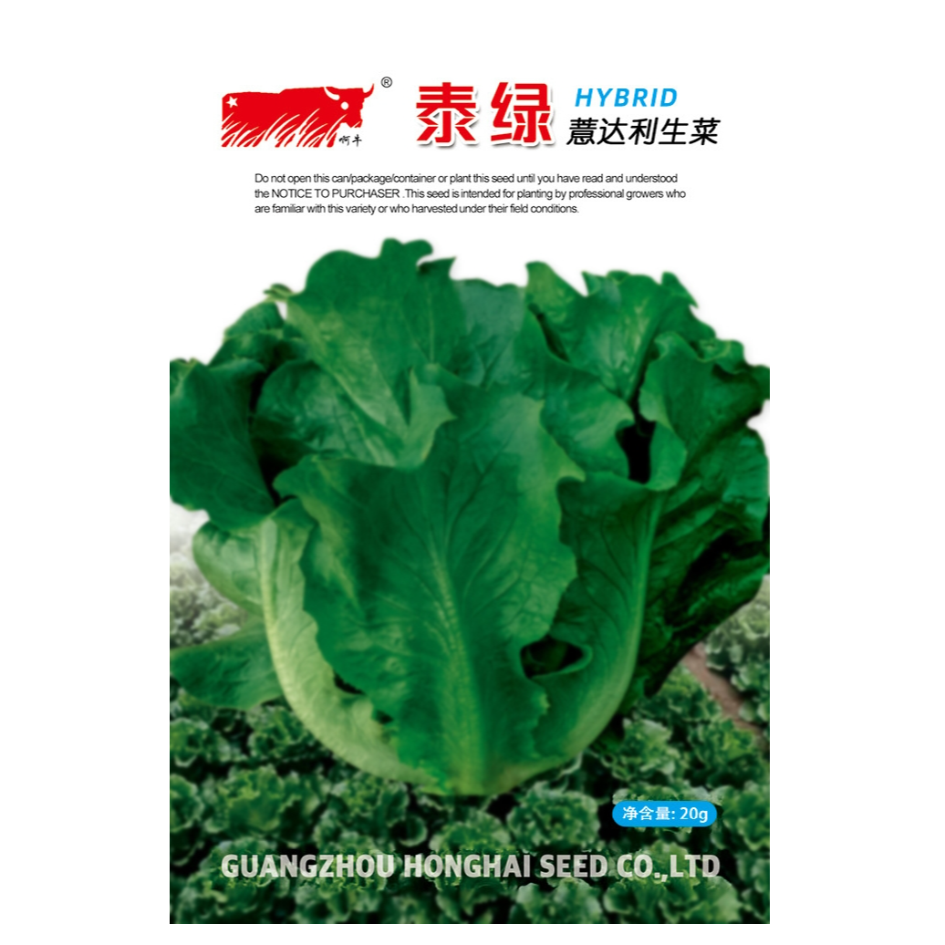 泰绿生菜种子蔬菜种子