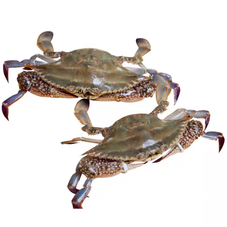 【鲜活】渤海湾！梭子蟹1.5kg 保鲜不保活