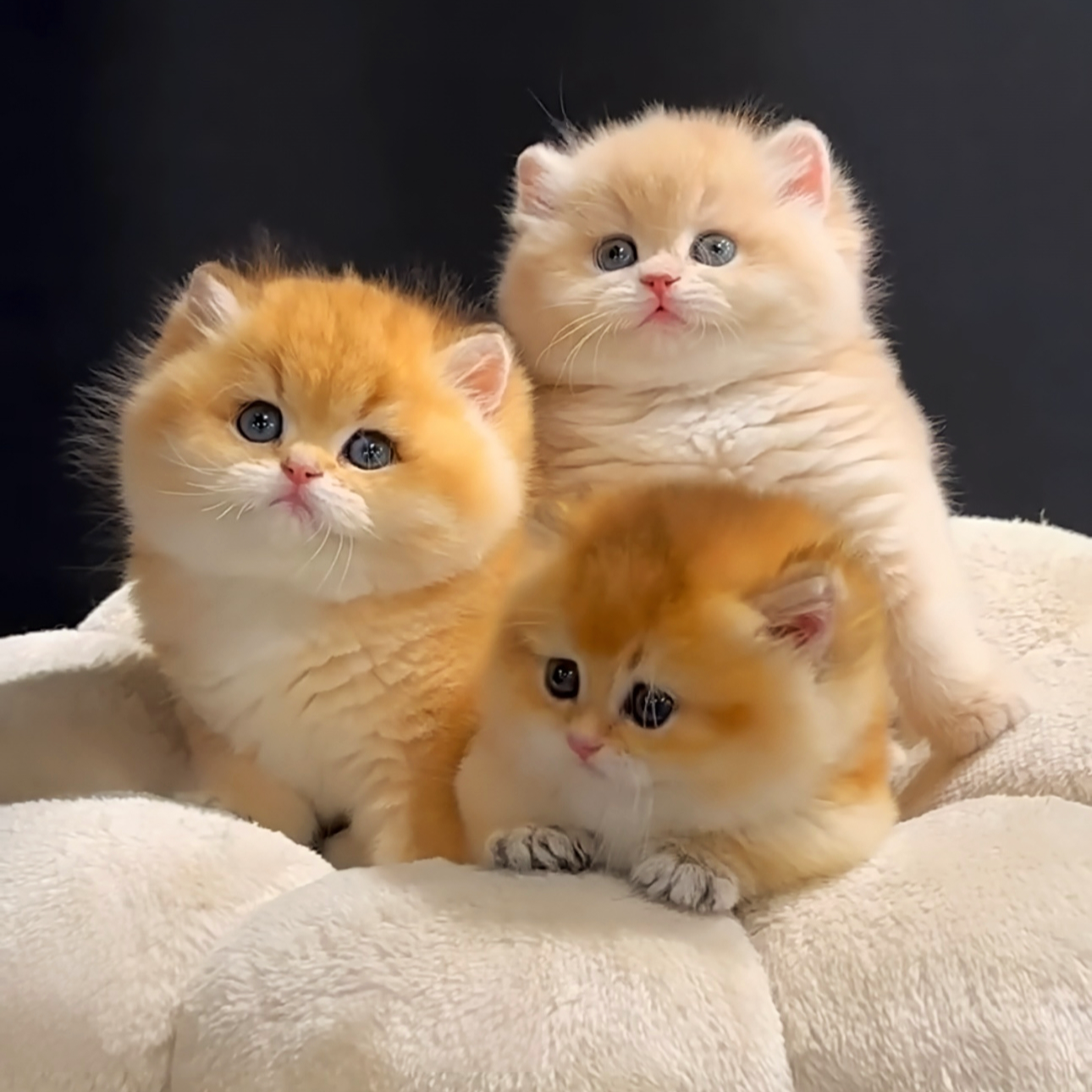 姜佳彤宠物猫咪渐层长毛短毛活体
