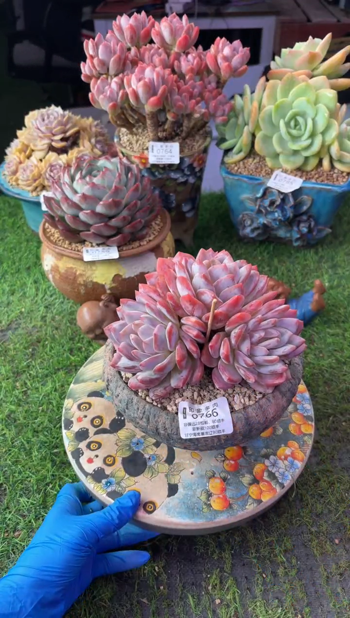 昆明印象多肉0766