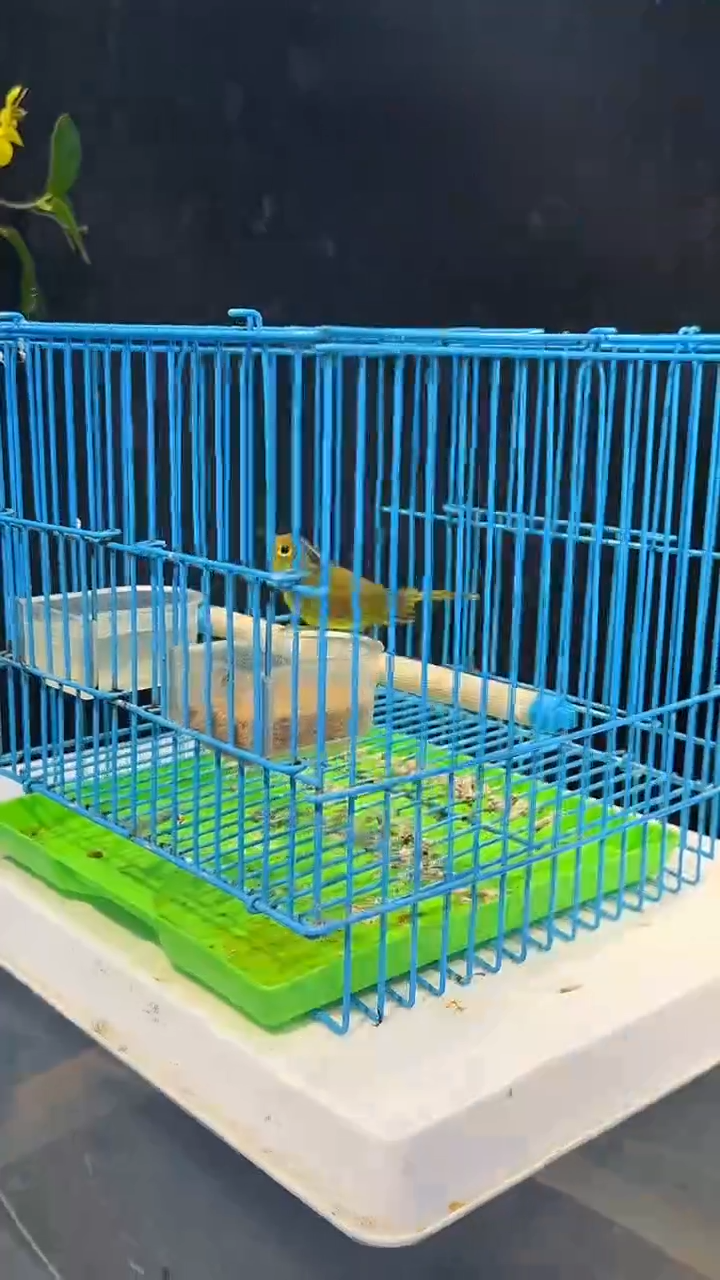 49号  金框养笼  0元起拍