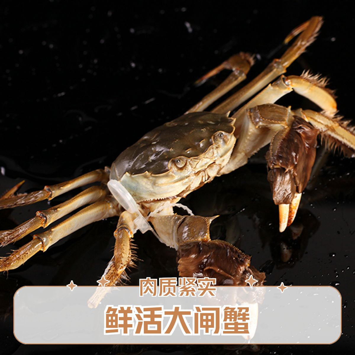 一只3.0两母螃蟹【保活保鲜】65元/斤