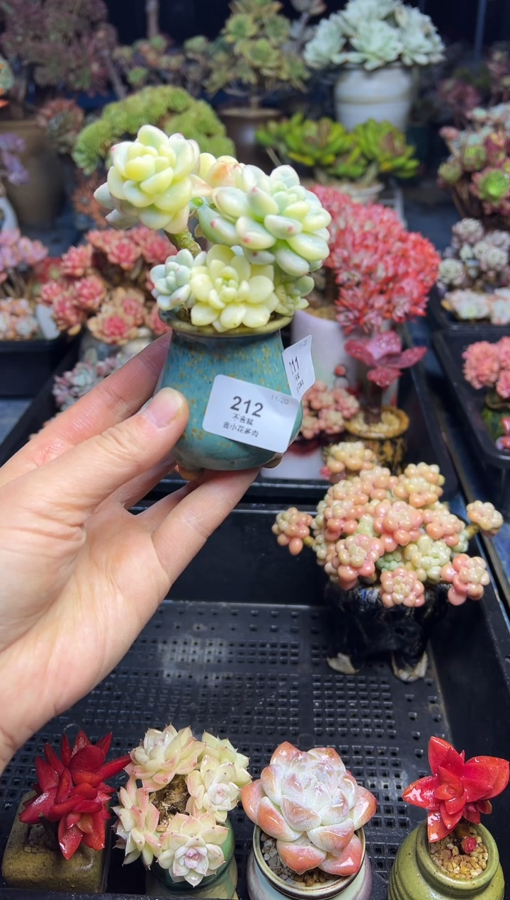 漫212               花盆