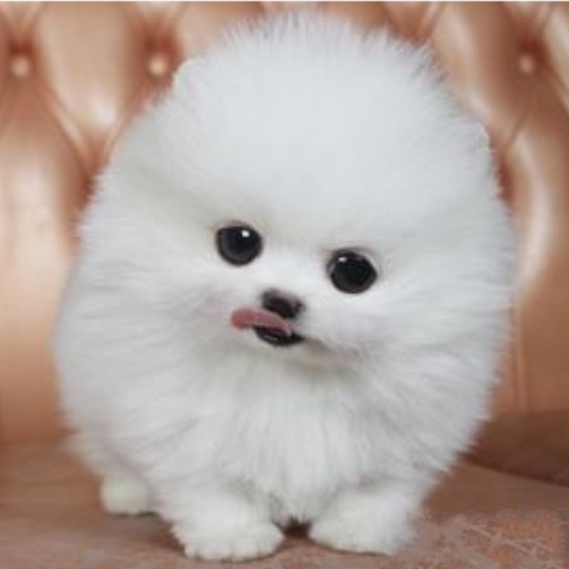 【涵涵萌宠】活体全品种链接