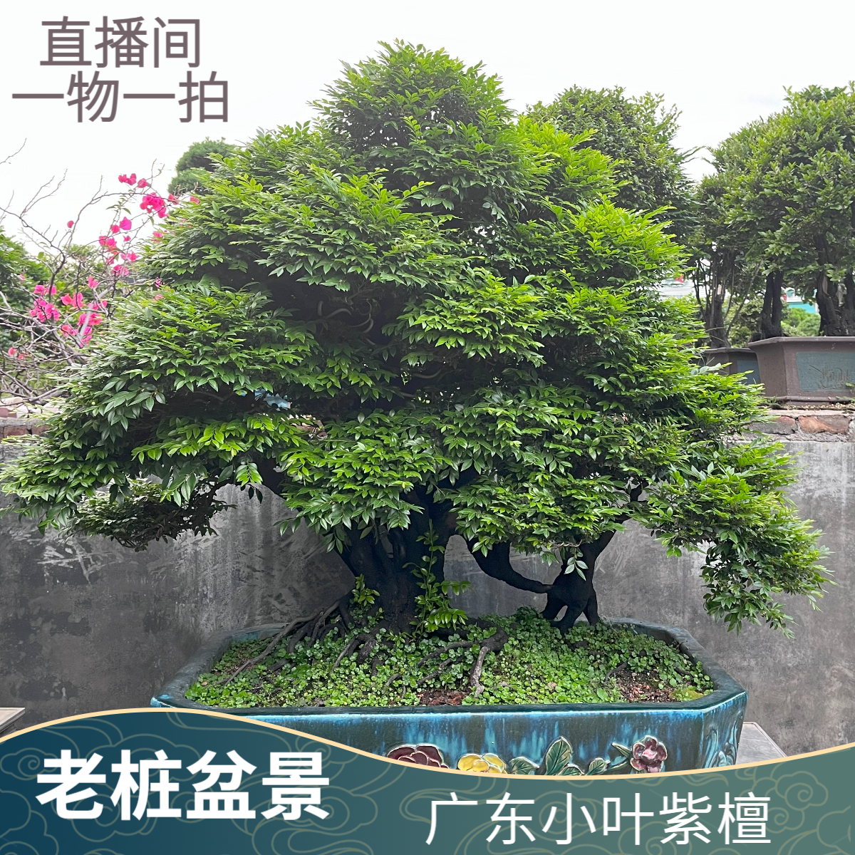 【广东小叶紫檀】老桩盆景黑骨茶多年生植物意境造型家庭园艺易绿植