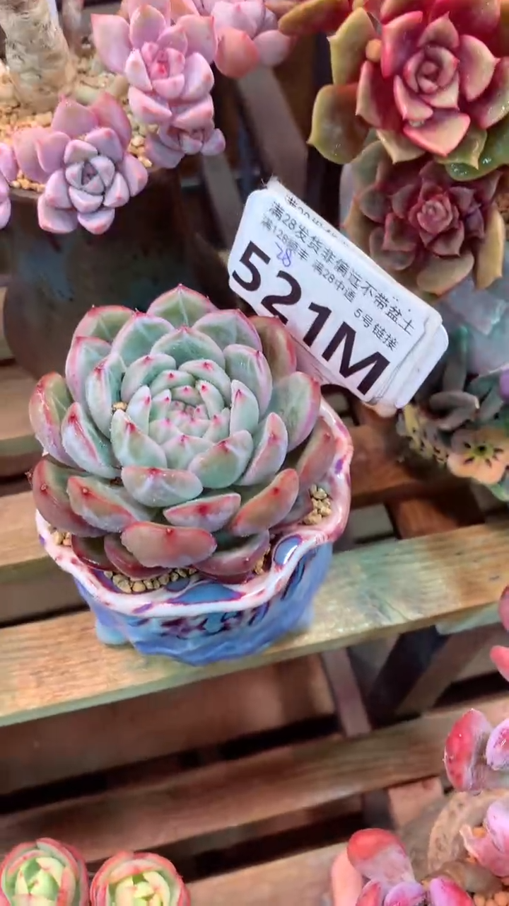521M（一物一拍，精品多肉，所见即所得 ）