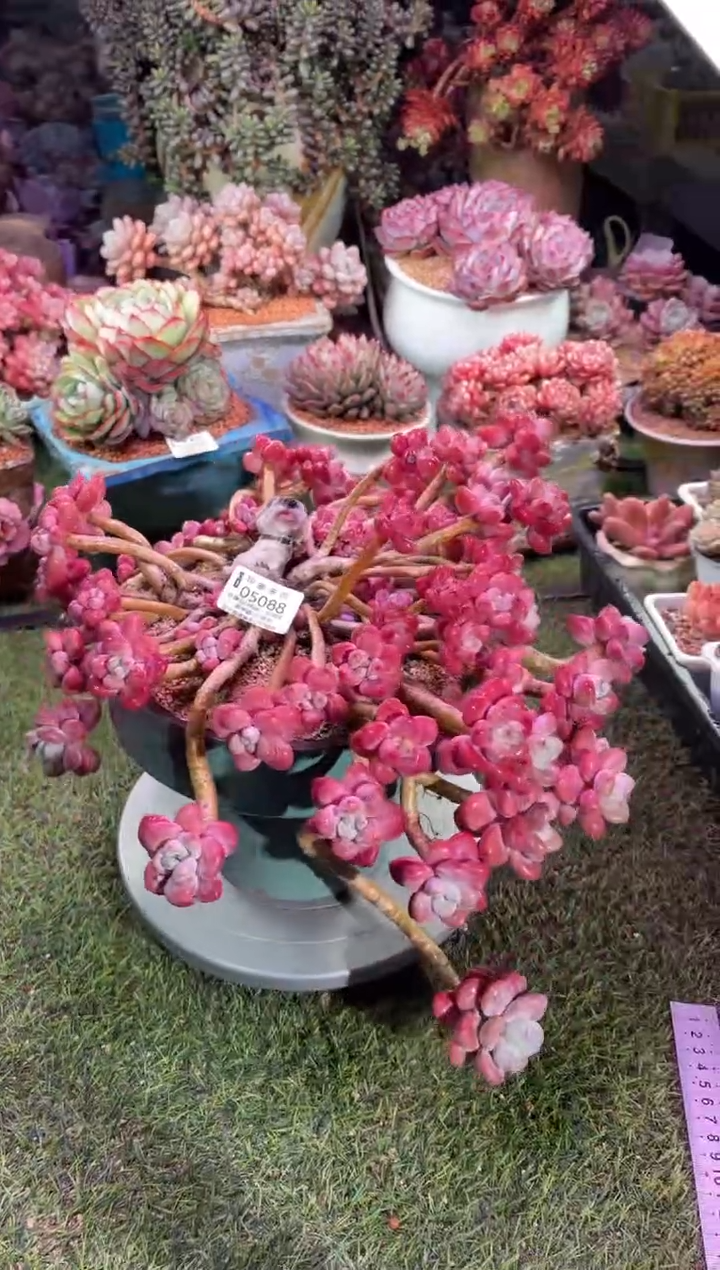 【闪购商品】05088