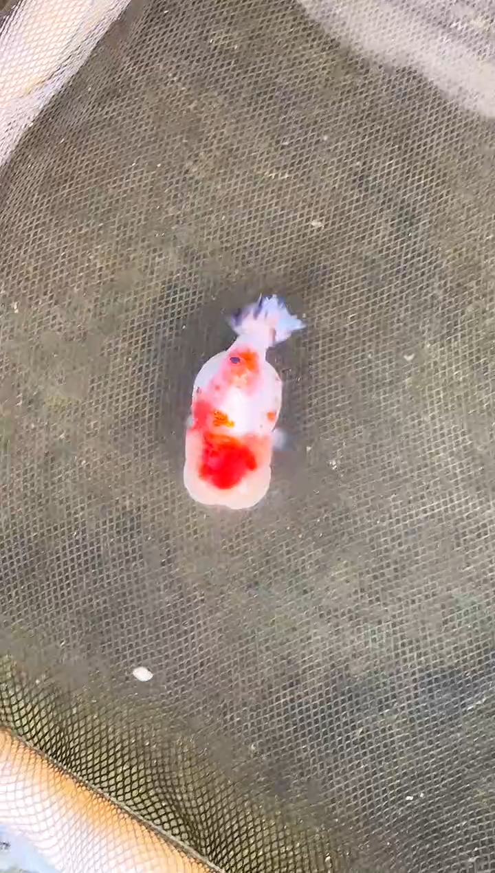 金鱼C****朵水娃娃观赏鱼兰寿金鱼  不包邮