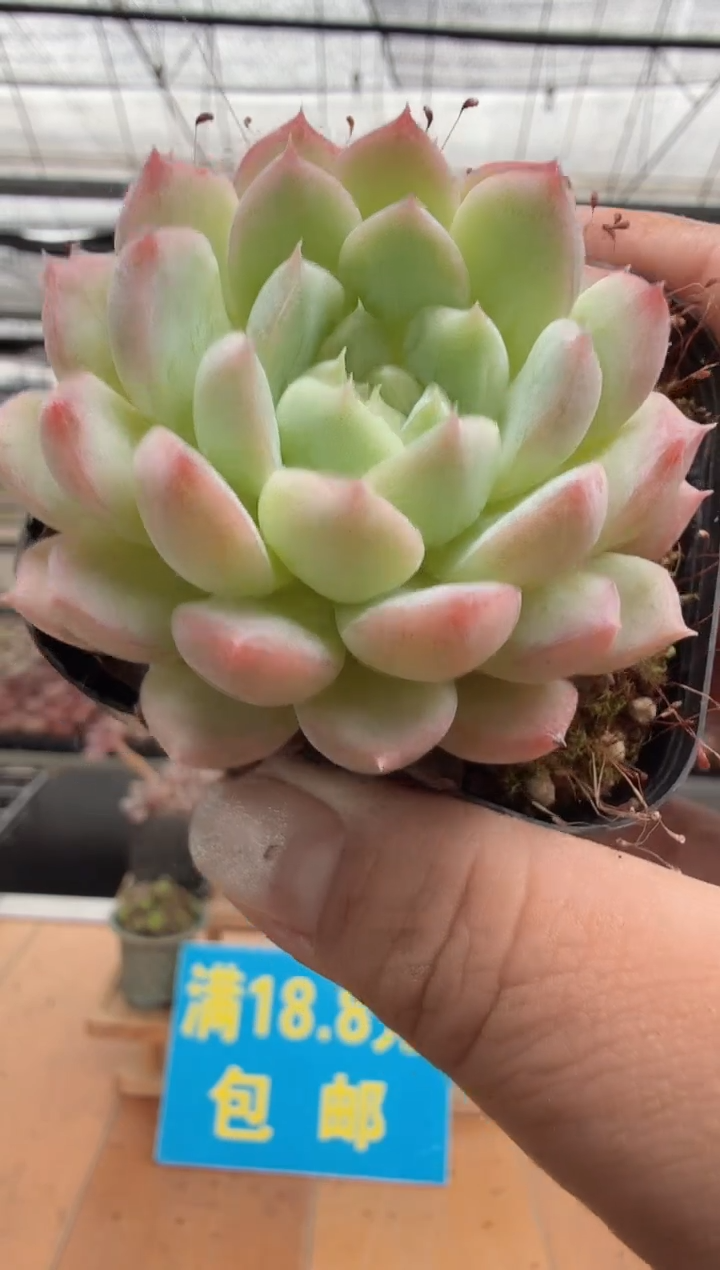 东云多肉园二店-290