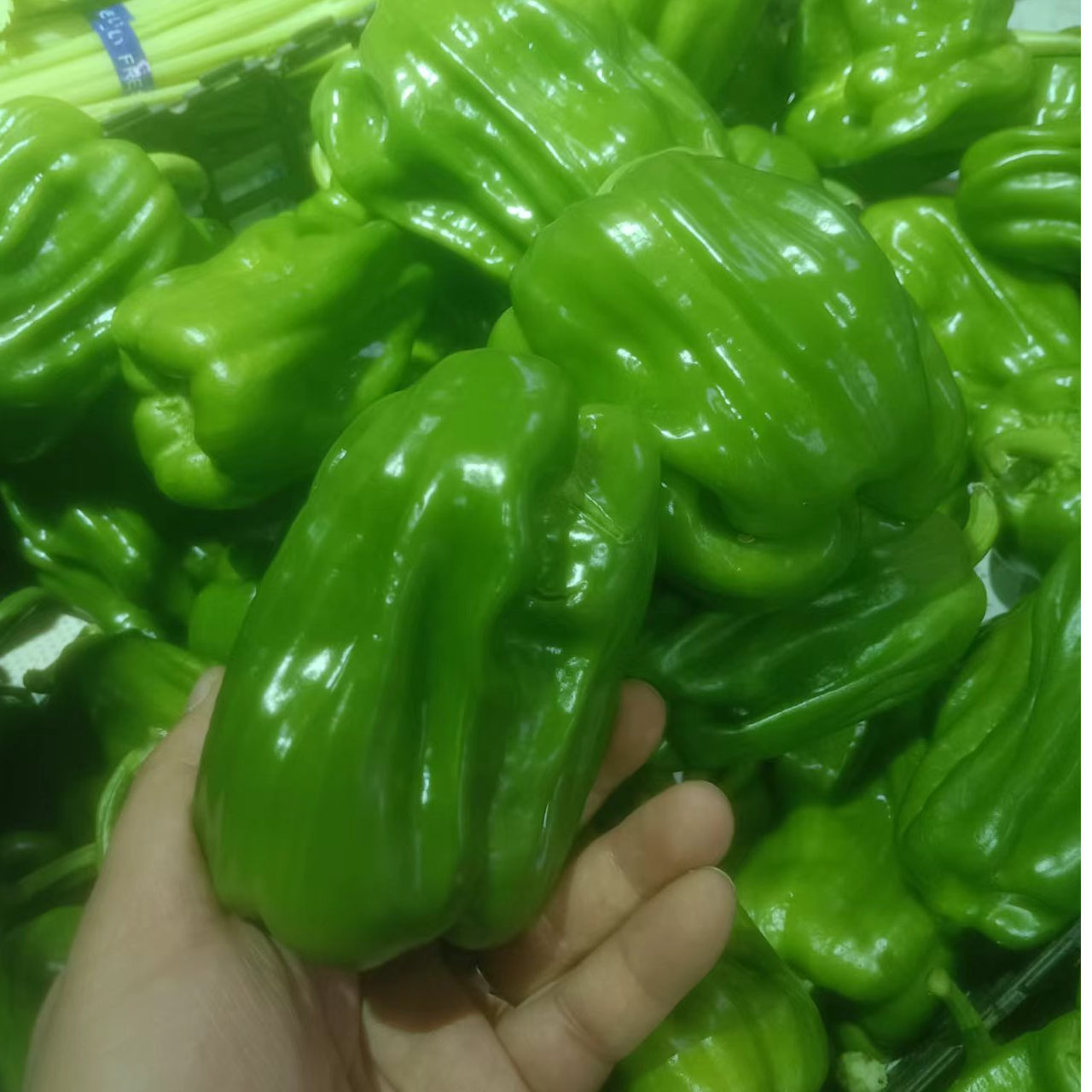 麻椒约1斤 辣椒品类（蔬菜）