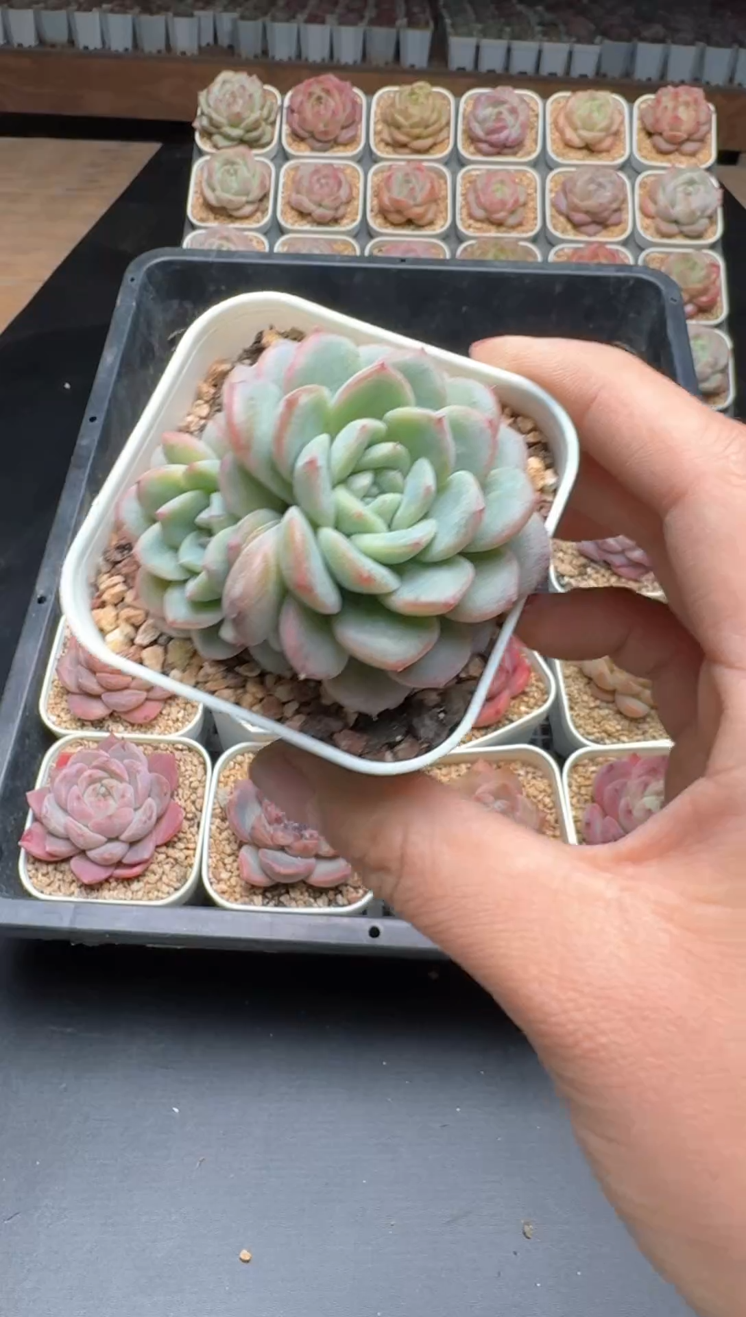 【闪购商品】779E号一物一拍多肉花卉植物3颗起发